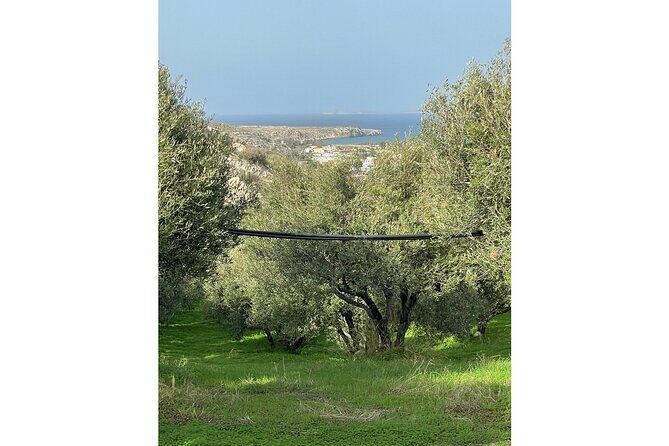 Private Traditional Olive Grove and Dragon Fruit Farm Tour - FAQs