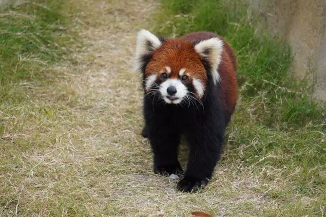 Private Transfer between Nanjing Jinniuhu Wild Animal Park and City Hotels - Key Points
