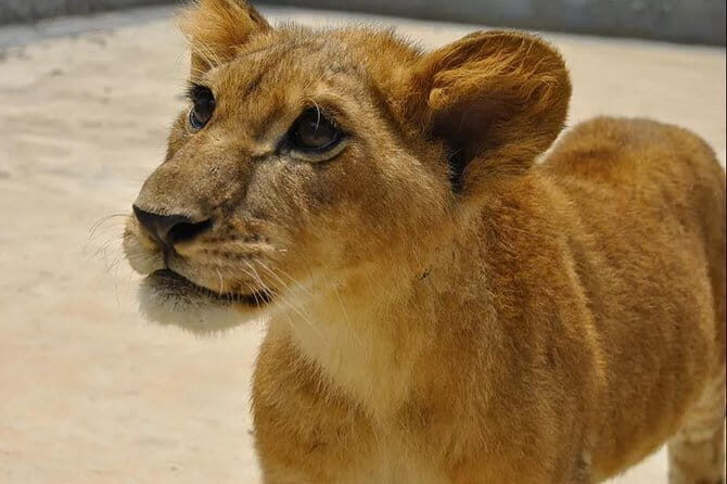 Private Transfer between Nanjing Jinniuhu Wild Animal Park and City Hotels - A Detailed Look at the Experience