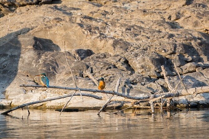 Private Transfer: Delhi to Corbett National Park with Brunch - Detailed Review of the Delhi to Corbett Transfer Experience