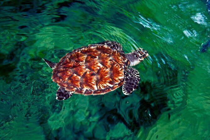 Private Transfer - Denarau Hotels to Nadi Airport - Transportation Details and Practicalities