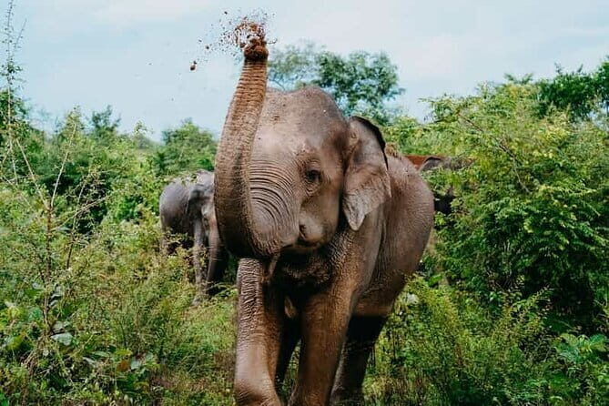 Private Transfer from Ella to Yala National Park - Who Should Book This Transfer?