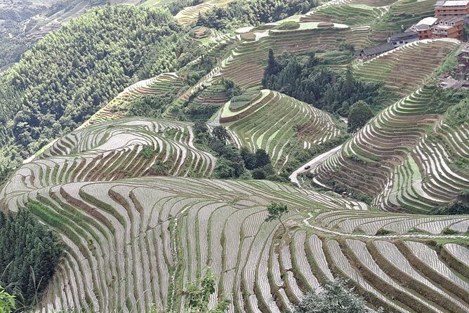 Private Transfer from Fenghuang to Guilin and stops at Longji Terraces - Authentic Insights from Reviews