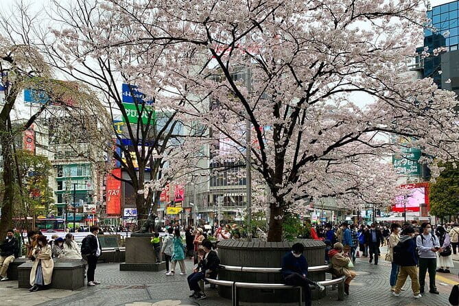 Private Transfer from Haneda Airport to Hachik City, Japan - The Experience: A Deep Dive into Your Transfer