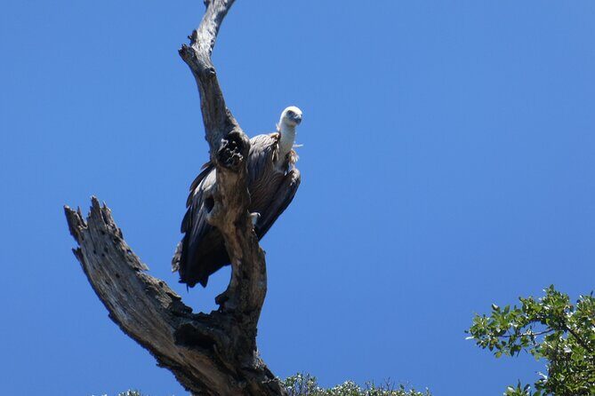 Private Transfer from Rijeka Airport (RJK) to Opatija - Who Would Love This Transfer?