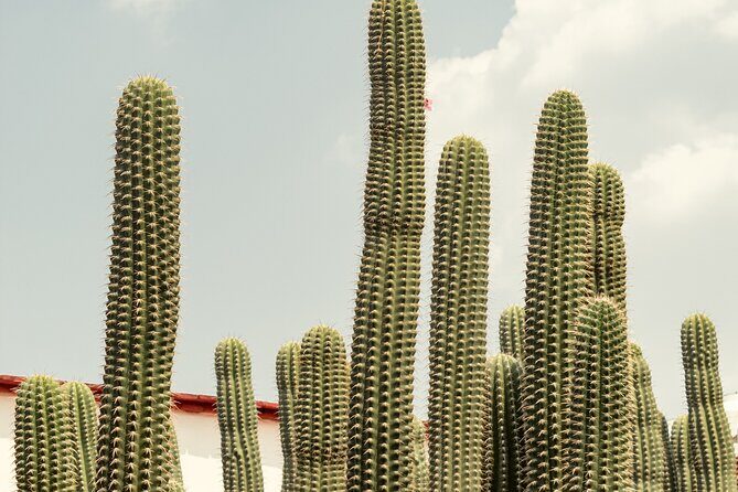 Private Transfer from San Miguel de Allende to Mexico City - Who Should Consider This Service?