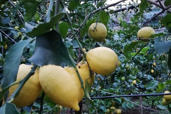 Private Transfer from Sorrento to Naples - A Detailed Look at the Private Transfer Experience