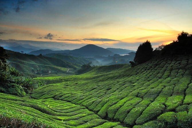 Private Transfer : National Park Kuala Tahan to Cameron Highlands - The Practicalities of the Transfer