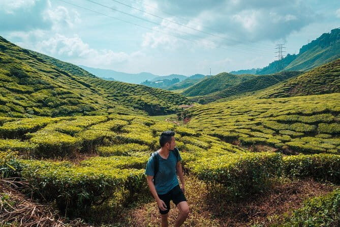 Private Transfer : National Park Kuala Tahan to Cameron Highlands - Scenic Journey and Highlights Along the Way