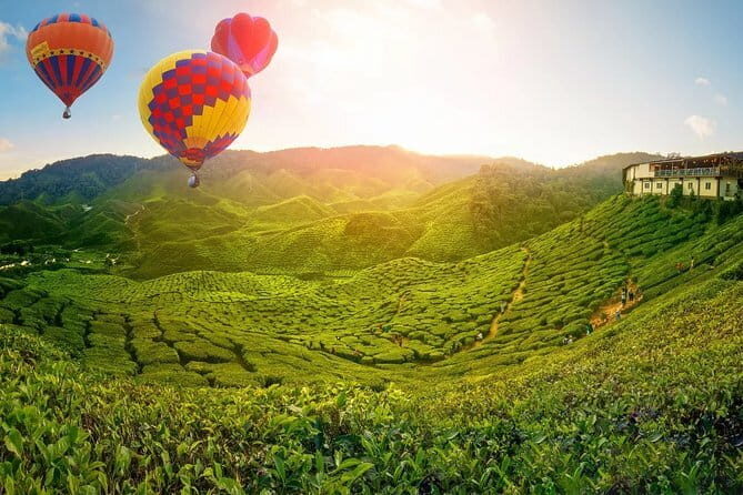 Private Transfer : National Park Kuala Tahan to Cameron Highlands - The Sum Up