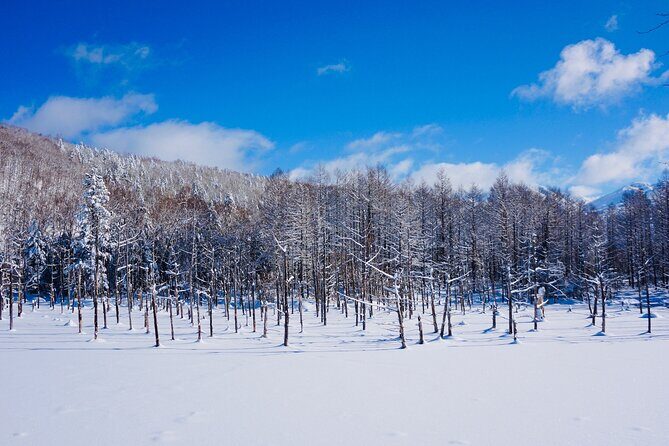 Private Transfer New Chitose Airport to Hokkaido Attractions - FAQs