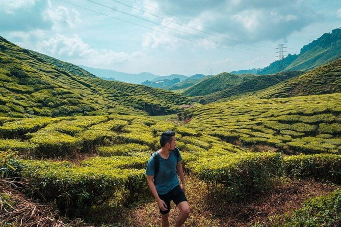 Private Transfer : Taman Negara Kuala Tahan to Cameron Highlands - The Sum Up: Is This Transfer Worth It?