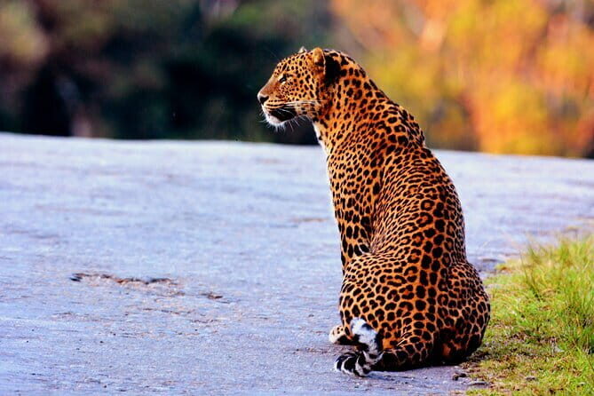 Private Transport Service from Sri Lanka - The Sum Up: Is This the Right Choice for You?