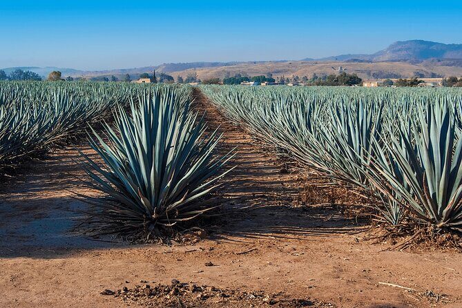 Private Transportation from Guadalajara to Puerto Vallarta - Final Thoughts