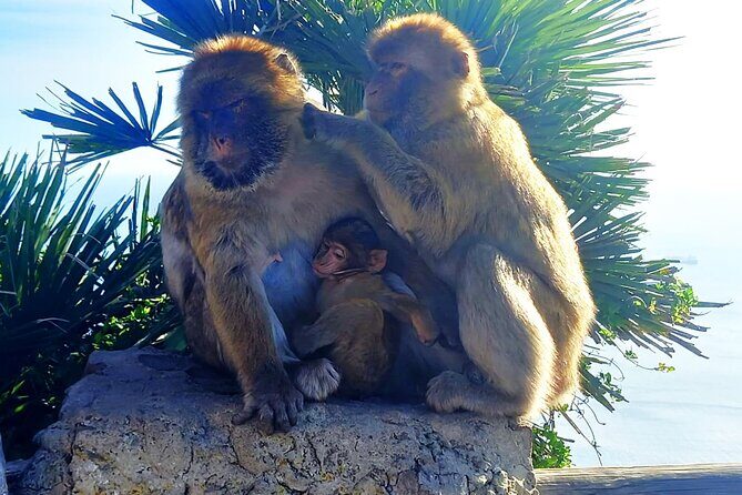 Private Trip in Gibraltar and Estepona from Marbella - The Sum Up