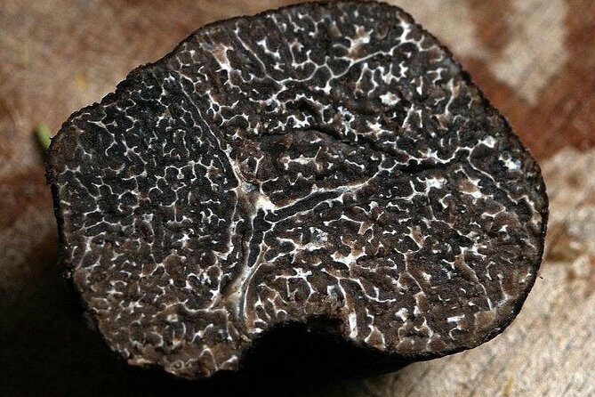 Private Truffle Hunting in Chianti - Considerations