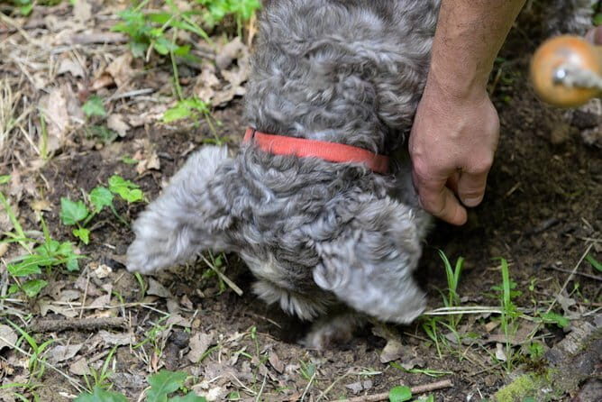 Private Truffle Hunting in Chianti from Florence - Practical Details: What to Expect