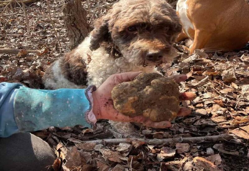 Private TruffleHunting Tour from Belgrade Lunch with Wine - Who Will Love This Tour?