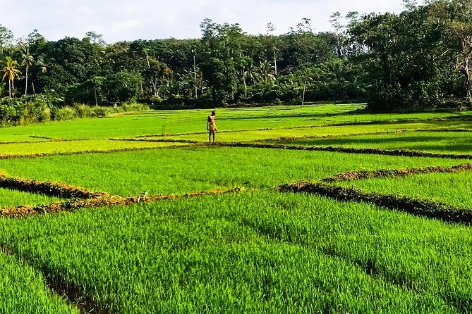 Private Tuk-Tuk Village Tour - From Bentota Hotels - What Makes This Tour Stand Out?