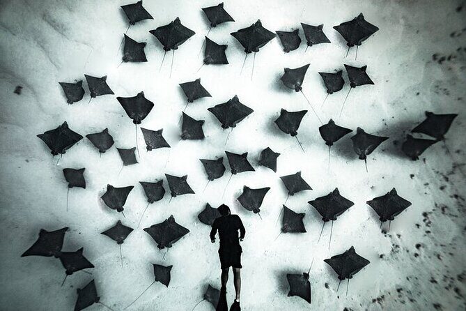 Private Turtle and Ray Tour Rarotonga - Introduction: A Closer Look at the Private Turtle and Ray Tour Rarotonga