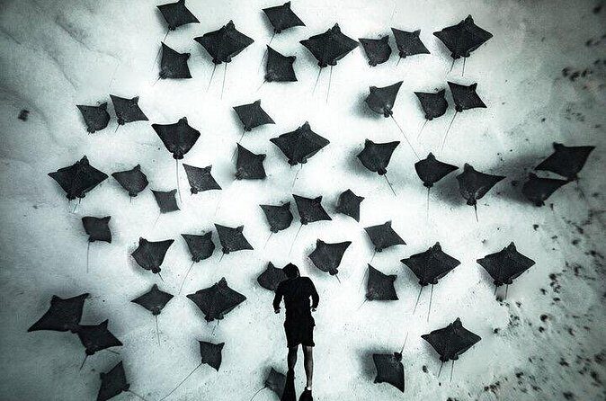 Private Turtle and Ray Tour Rarotonga - The Sum Up: Who Should Consider This Tour?