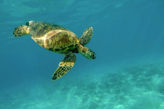 Private Turtle encounter + Cenote Adventure! Express Tour - Key Points