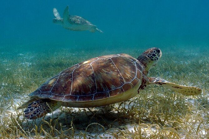 Private Turtle encounter + Cenote Adventure! Express Tour - FAQ