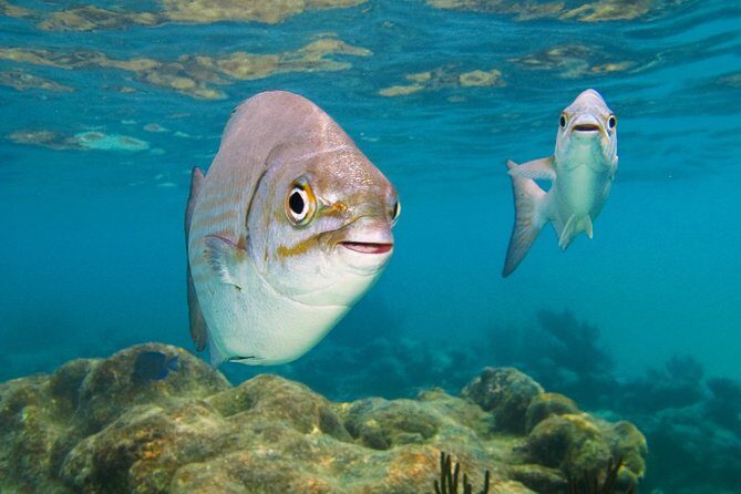 Private Turtles Express - An Overview of the Experience