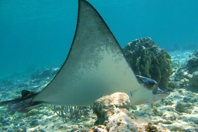 Private Turtles Express - Authentic Experiences and Authenticity