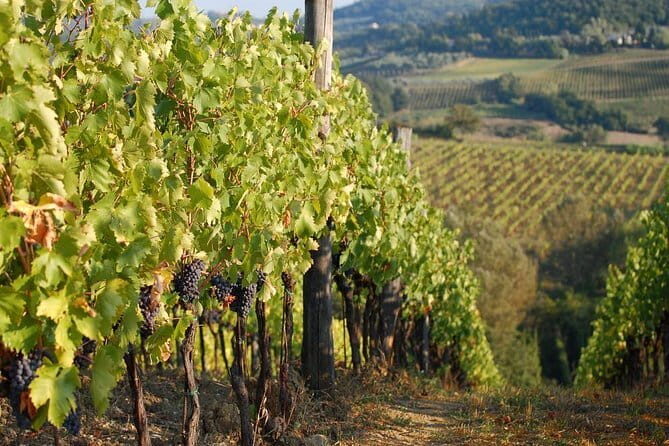 Private Tuscany Day Tour: San Gimignano and Chianti Wine Region from Florence - FAQ