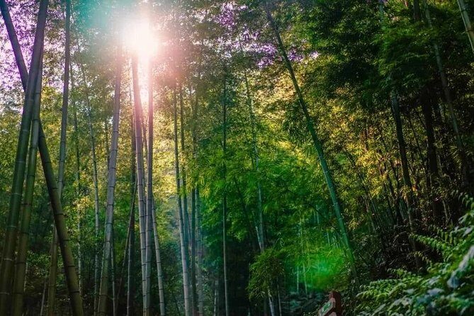 Private Two-Day Shu'nan Bamboo Forest with Farmhouse Stay - Exploring the Private Two-Day Shunan Bamboo Forest with Farmhouse Stay