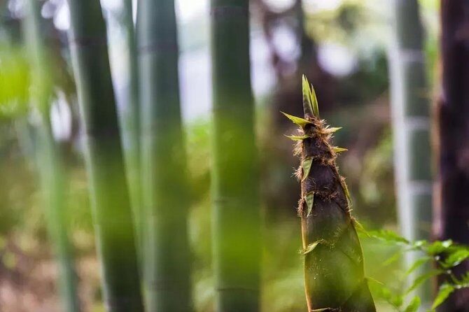 Private Two-Day Shu'nan Bamboo Forest with Farmhouse Stay - Key Points