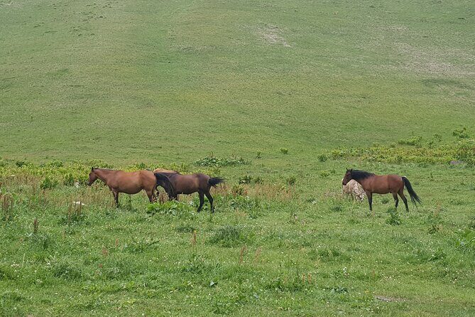 Private two days (one night) tour to Kazbegi and Juta with hikes - via Mtskheta. - Key Points