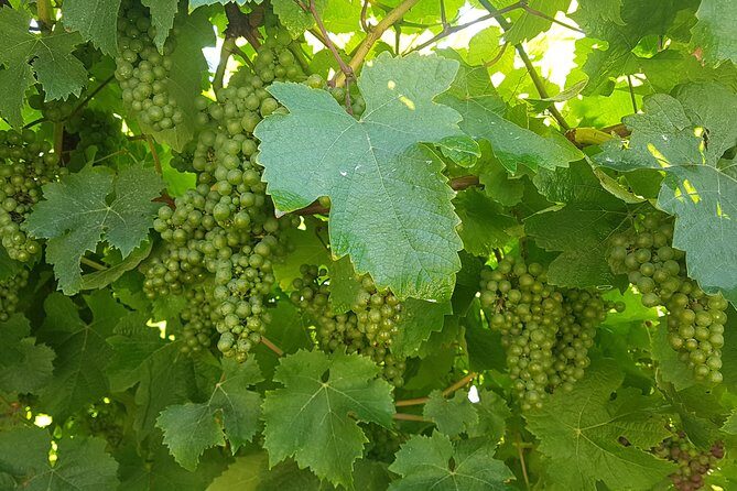 Private Txakoli Wine Tour through the Coast from San Sebastian - Analyzing the Value: Price and Experience