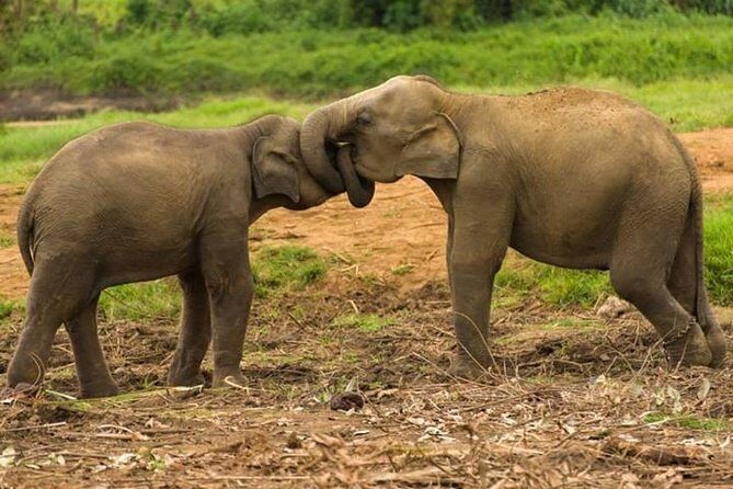 Private Udawalawe Nationalpark Jeep-Safari - An In-Depth Look at the Udawalawe Jeep Safari Experience