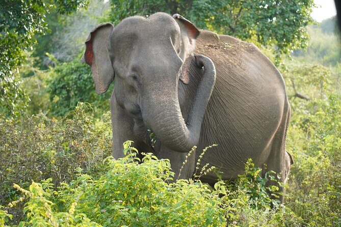 Private Udawalawe Safari Tour with Elephant Transit Home - The Sum Up