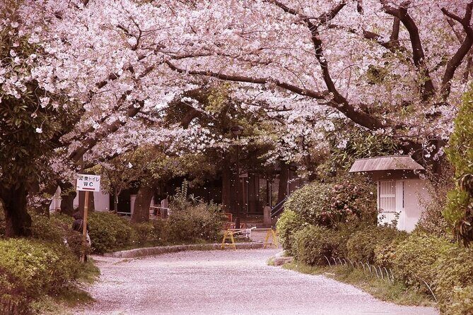 Private Unique Kobe Cherry Blossom Sakura Experience - Exploring the Itinerary in Detail