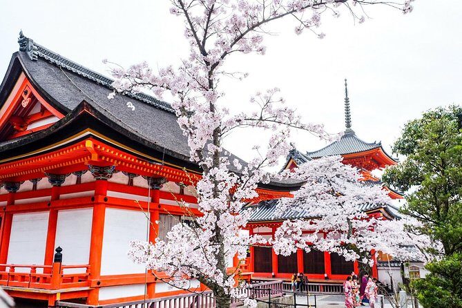 Private & Unique Kyoto Cherry Blossom "Sakura" Experience - Discover the Charm of Kyoto During Sakura Season