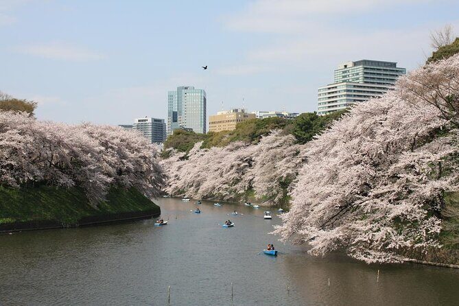 Private & Unique Tokyo Cherry Blossom "Sakura" Experience - Exploring Tokyo’s Sakura: A Detailed Review