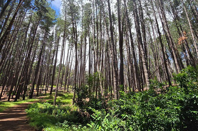 Private Upcountry Hiking Tour - Who Will Enjoy This Tour?