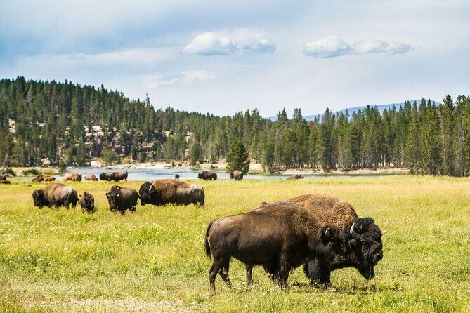 Private Upper Loop Grand Teton, Lower Loop Scenic & Wildlife 3 Day Tours - Key Points