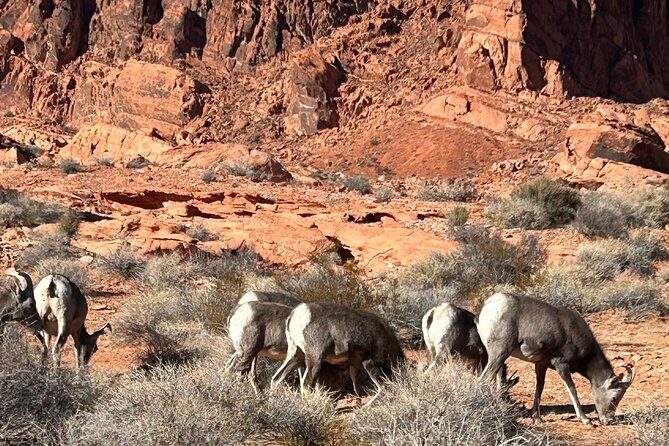 Private Valley Of Fire Tour from Las Vegas - FAQ