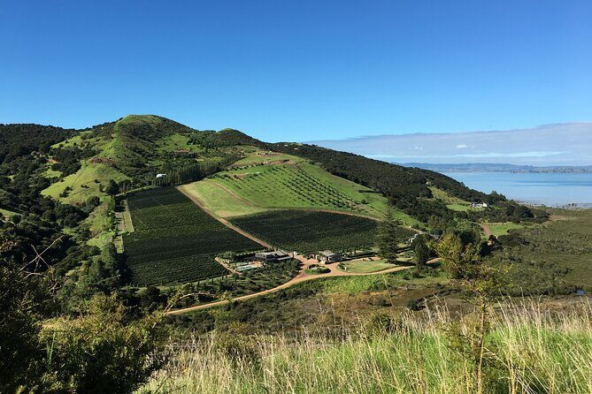 Private Vineyard Bush Walk Tour in Waiheke Island - An In-Depth Look at the Waiheke Island Private Vineyard Bush Walk