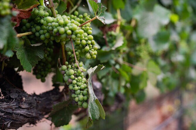 Private Vineyard Tour and Wine Tasting - Final Thoughts