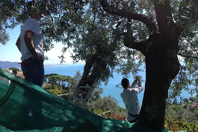 Private Vineyard Visit: Wine Tasting, Local Delicacies & Ceramics - FAQ