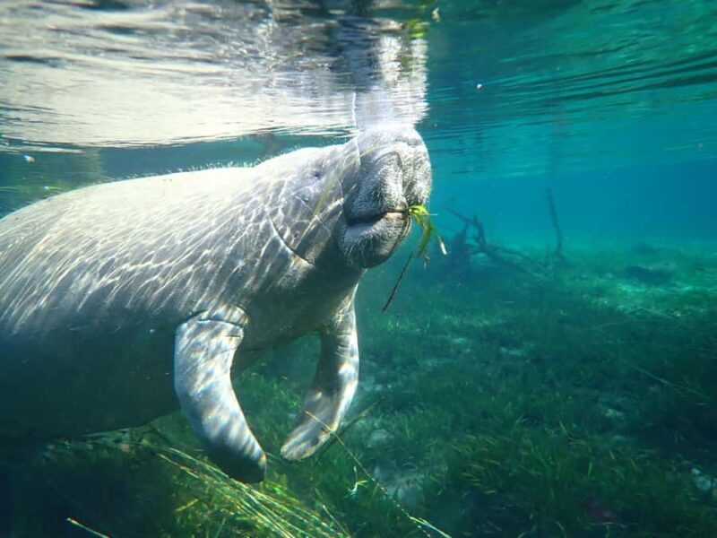 Private VIP Manatee Encounter - An Overview of the Manatee Encounter Experience