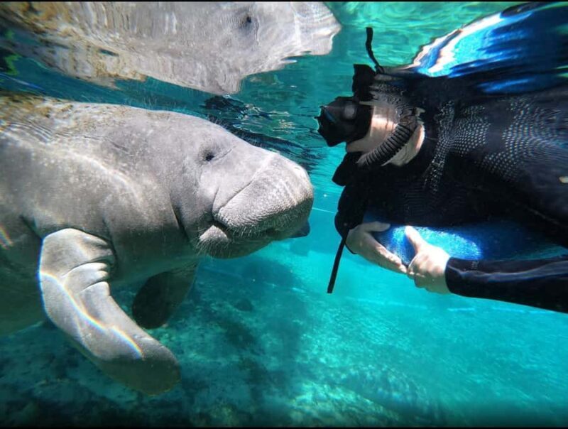 Private VIP Manatee Encounter - Who Will Love This Tour?