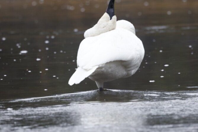 Private/VIP Wildlife Winter Safari of Yellowstone - Breaking Down the Yellowstone Winter Safari