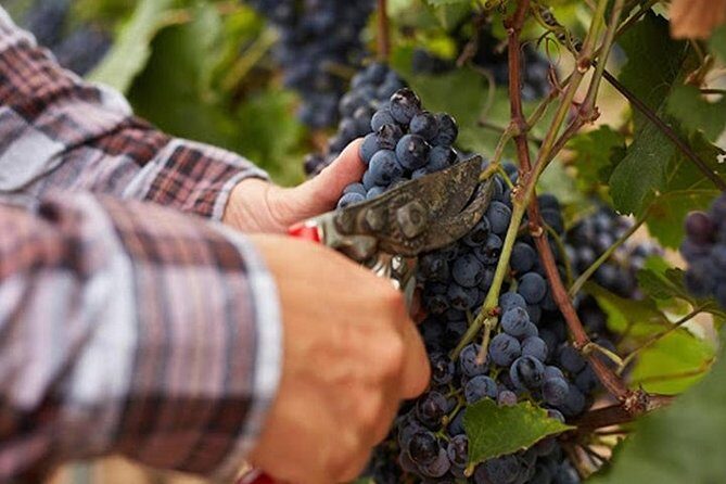 Private visit to the cellars of Etna with wine tasting - An In-Depth Look at the Experience