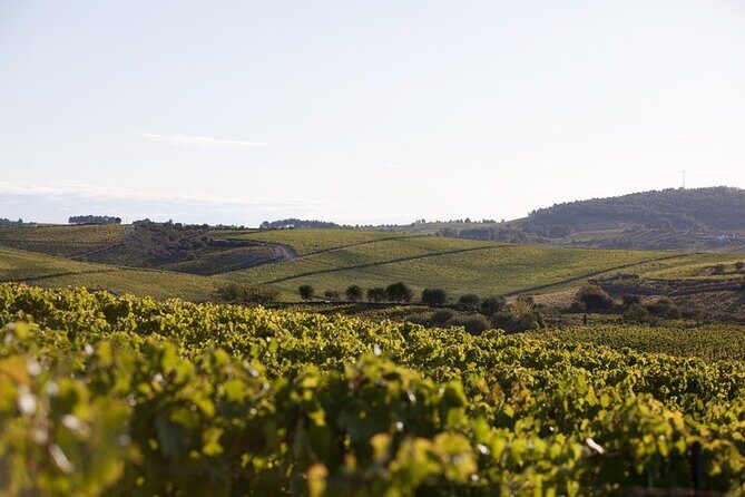 Private visit with wine tasting in Alijó Douro - Key Points